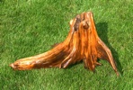 ‘Wurzel 1’, Fichtenwurzelholz, bearbeitetes Fundobjekt, lackiert, ca. 40cm * 25cm * 20cm, Goslar, 1968