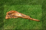 ‘Wurzel 2’, Fichtenwurzelholz, bearbeitetes Fundobjekt, lackiert, ca. 47cm * 13cm * 13cm, Goslar, 1992